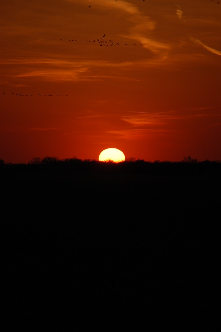 Sunset and the Sandhill Cranes fly into the night.
