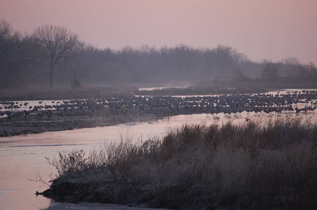 Cranes on the Platte River.